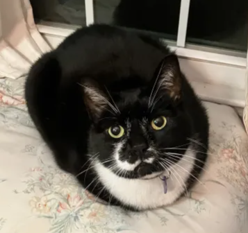 Rotund Cat